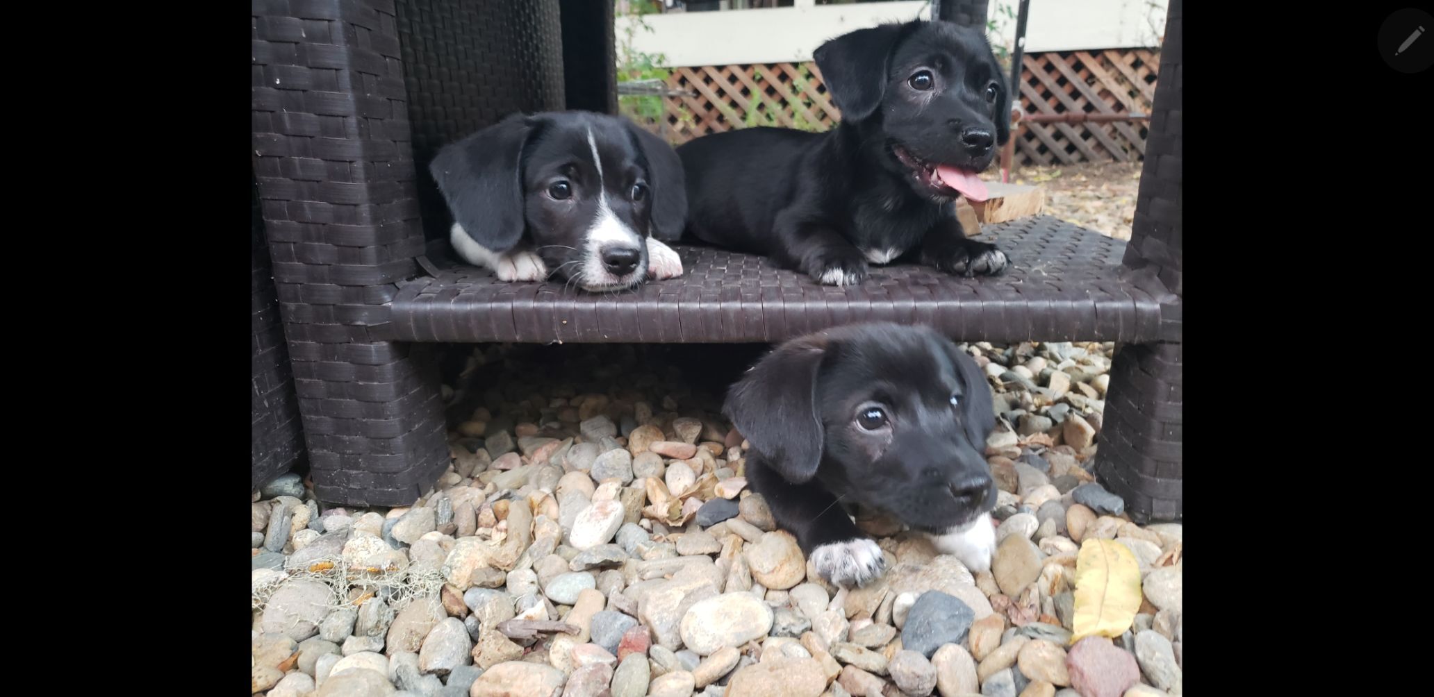 Calistoga puppies
